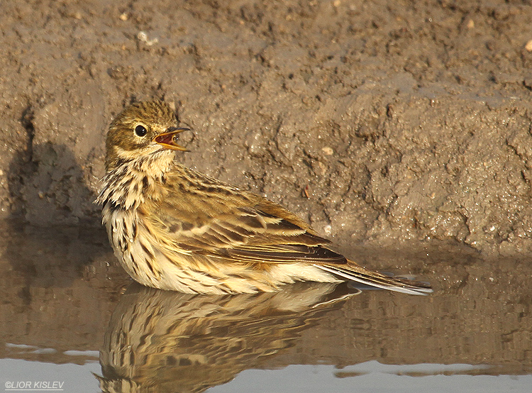   Anthus pratensis   Meadow Pipit    Beit Shean valley ,December 2010,Lior Kislev